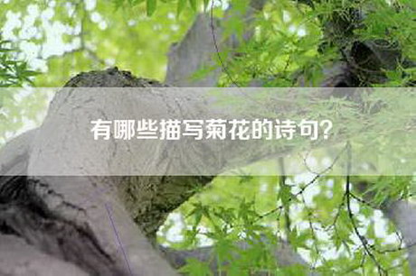 有哪些描写菊花的诗句？