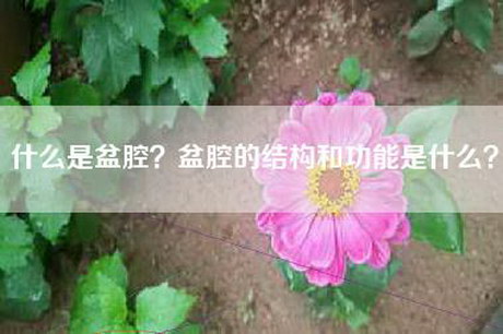 什么是盆腔？盆腔的结构和功能是什么？