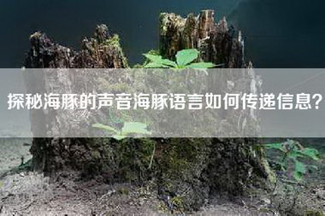 探秘海豚的声音海豚语言如何传递信息？