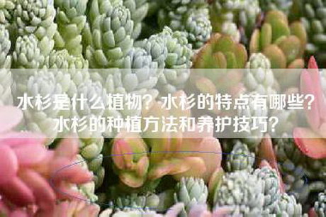 水杉是什么植物？水杉的特点有哪些？水杉的种植方法和养护技巧？