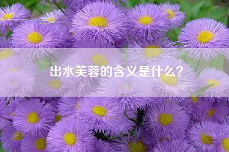 出水芙蓉的含义是什么？