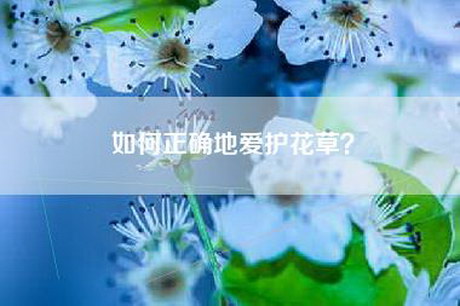 如何正确地爱护花草？