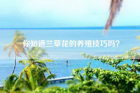 你知道兰草花的养殖技巧吗？