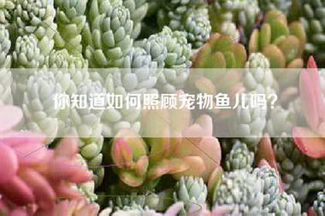 你知道如何照顾宠物鱼儿吗？