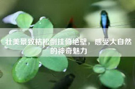壮美景致枯松倒挂倚绝壁，感受大自然的神奇魅力