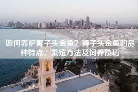 如何养护狮子头金鱼？狮子头金鱼的品种特点、繁殖方法及饲养技巧