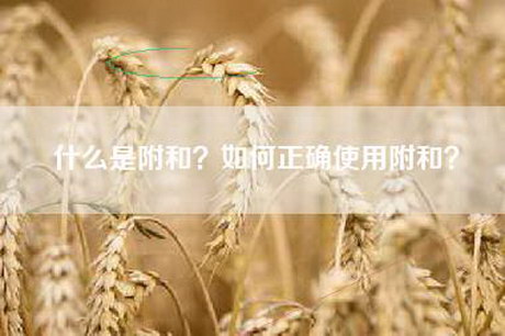 什么是附和？如何正确使用附和？