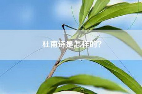 杜甫诗是怎样的？