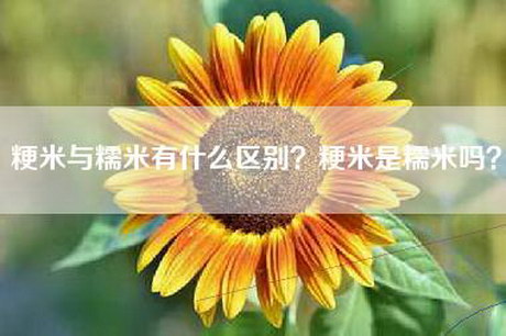 粳米与糯米有什么区别？粳米是糯米吗？