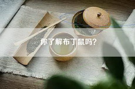 你了解布丁鼠吗？