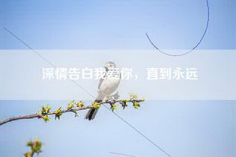 深情告白我爱你，直到永远