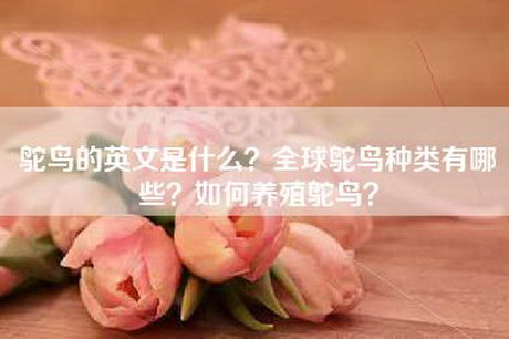 鸵鸟的英文是什么？全球鸵鸟种类有哪些？如何养殖鸵鸟？