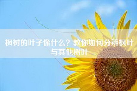 枫树的叶子像什么？教你如何分辨枫叶与其他树叶