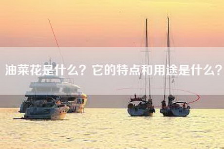 油菜花是什么？它的特点和用途是什么？