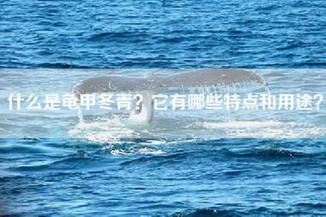 什么是龟甲冬青？它有哪些特点和用途？