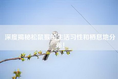 深度揭秘松鼠猴的生活习性和栖息地分布! 深度揭秘松鼠猴的生活习性和栖息地分布!