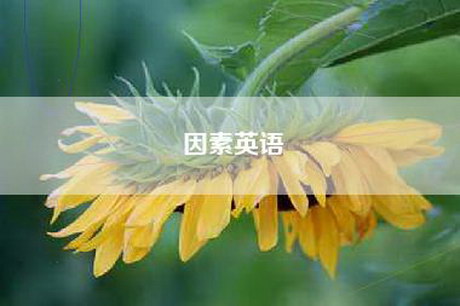 因素英语 因素英语