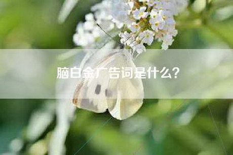 脑白金广告词是什么？