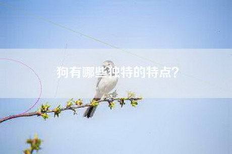 狗有哪些独特的特点？