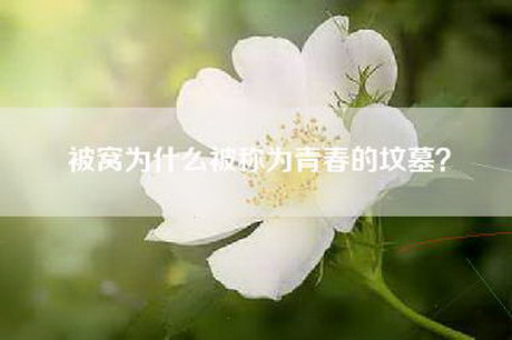 被窝为什么被称为青春的坟墓？