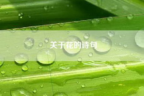 关于花的诗句