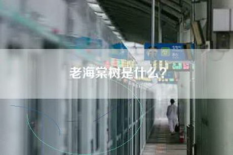 老海棠树是什么？