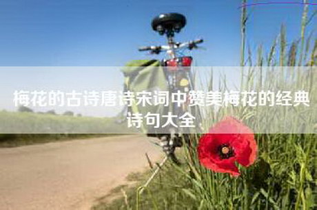 梅花的古诗唐诗宋词中赞美梅花的经典诗句大全