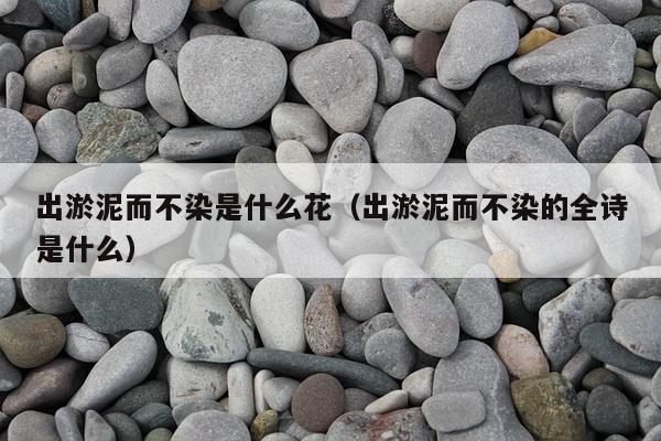 出淤泥而不染是什么花（出淤泥而不染的全诗是什么）