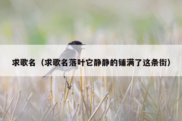 求歌名（求歌名落叶它静静的铺满了这条街）